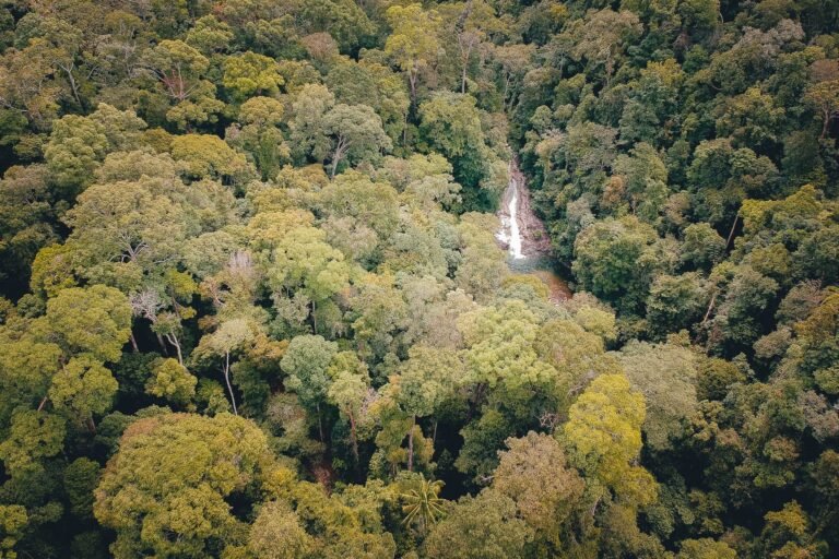 Amazônia bate recorde histórico com menor taxa de desmatamento já registrada