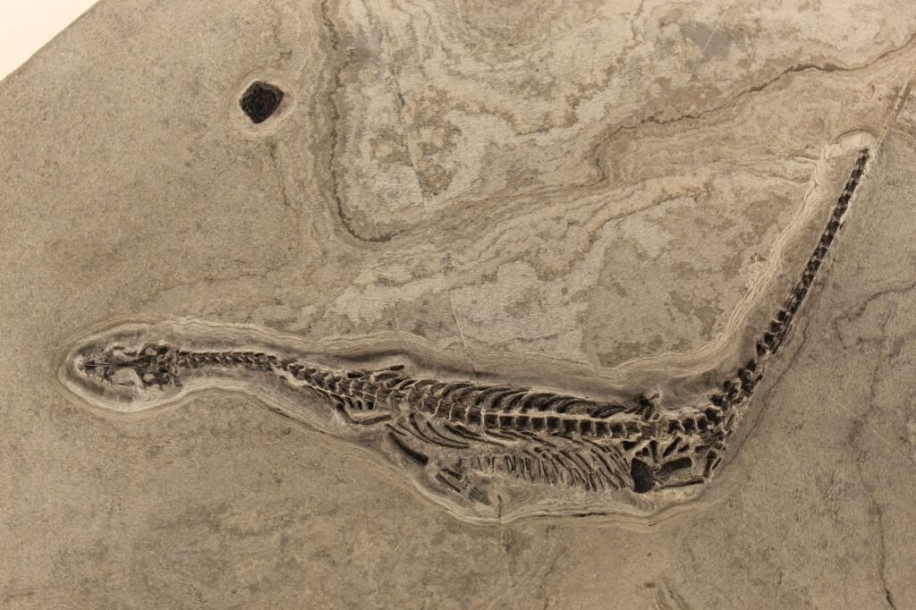 Anfíbio de 237 milhões de anos que viveu só no mar é descoberto