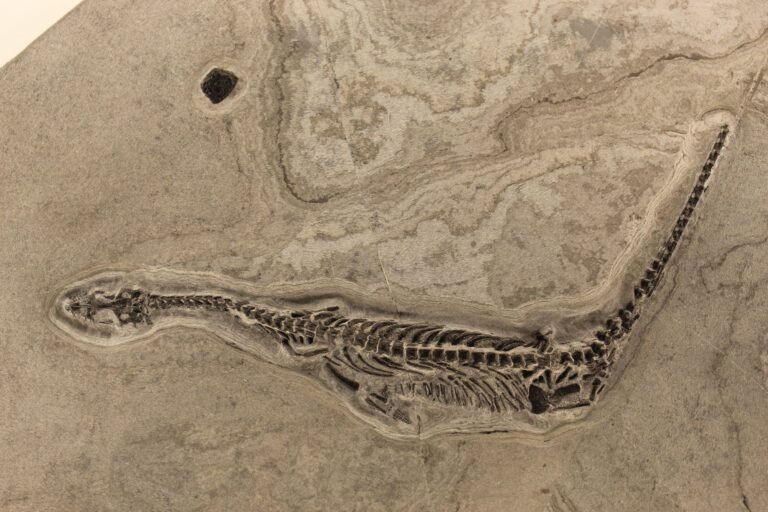 Anfíbio de 237 milhões de anos que viveu só no mar é descoberto