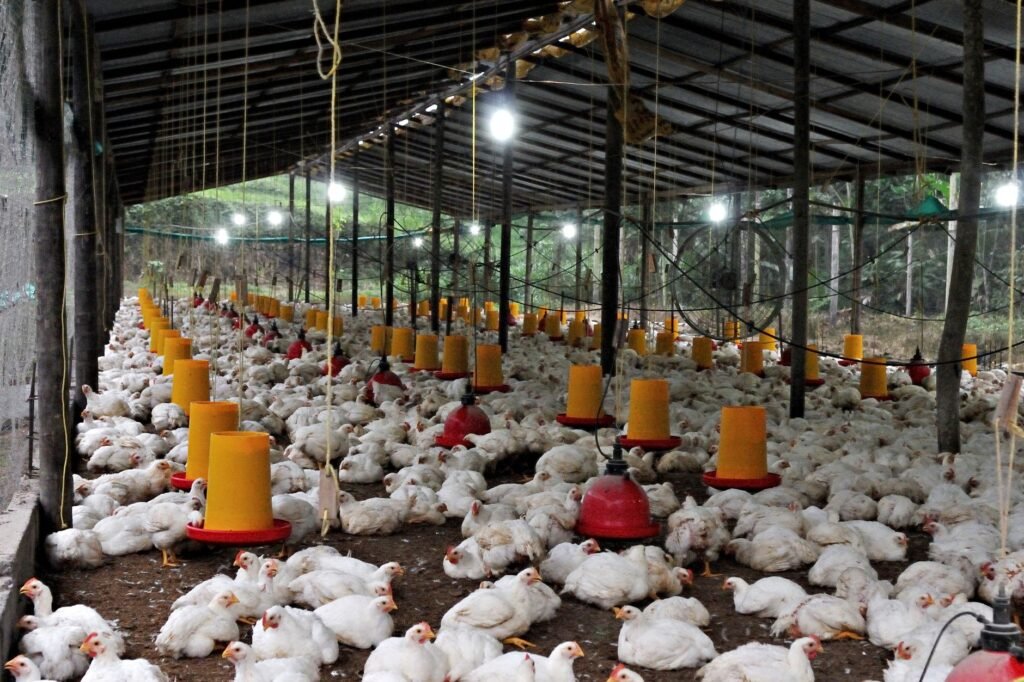 China avança sobre mercados do Brasil com frango até 20% mais barato
