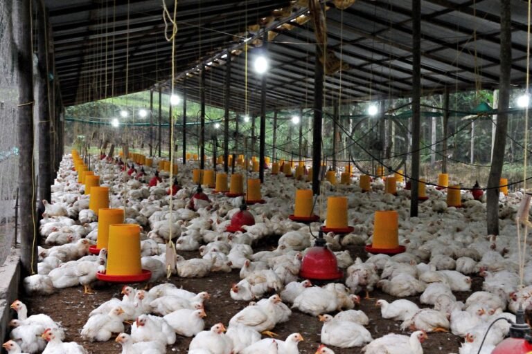 China avança sobre mercados do Brasil com frango até 20% mais barato