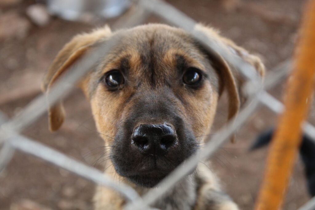 Filhotes de cachorro são resgatados de cerca elétrica em Teresina