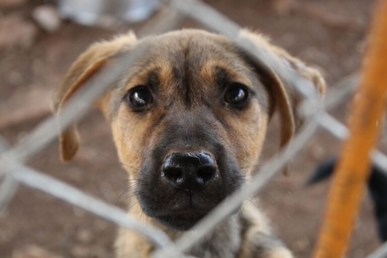 Filhotes de cachorro são resgatados de cerca elétrica em Teresina
