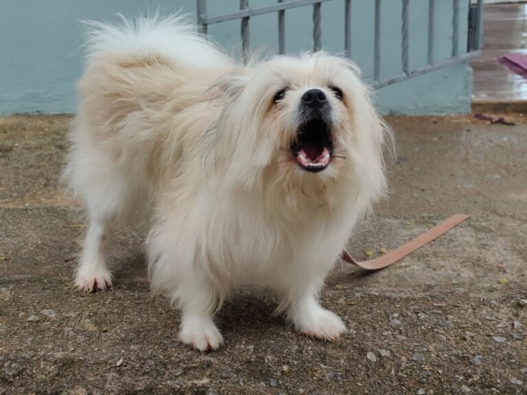 IA canina? Tecnologia pode ajudar a entender o que os cães dizem