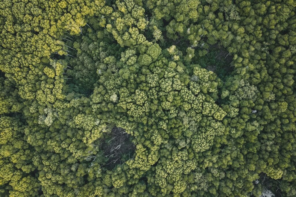 Implementação do Código Florestal pode gerar até 3,1 milhões de vagas