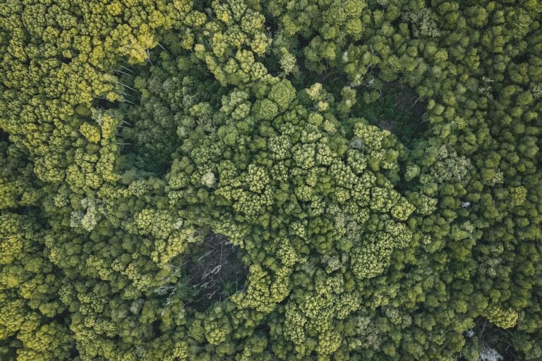 Implementação do Código Florestal pode gerar até 3,1 milhões de vagas