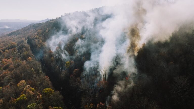 Incêndios na Amazônia reduzem a capacidade da floresta de absorver carbono
