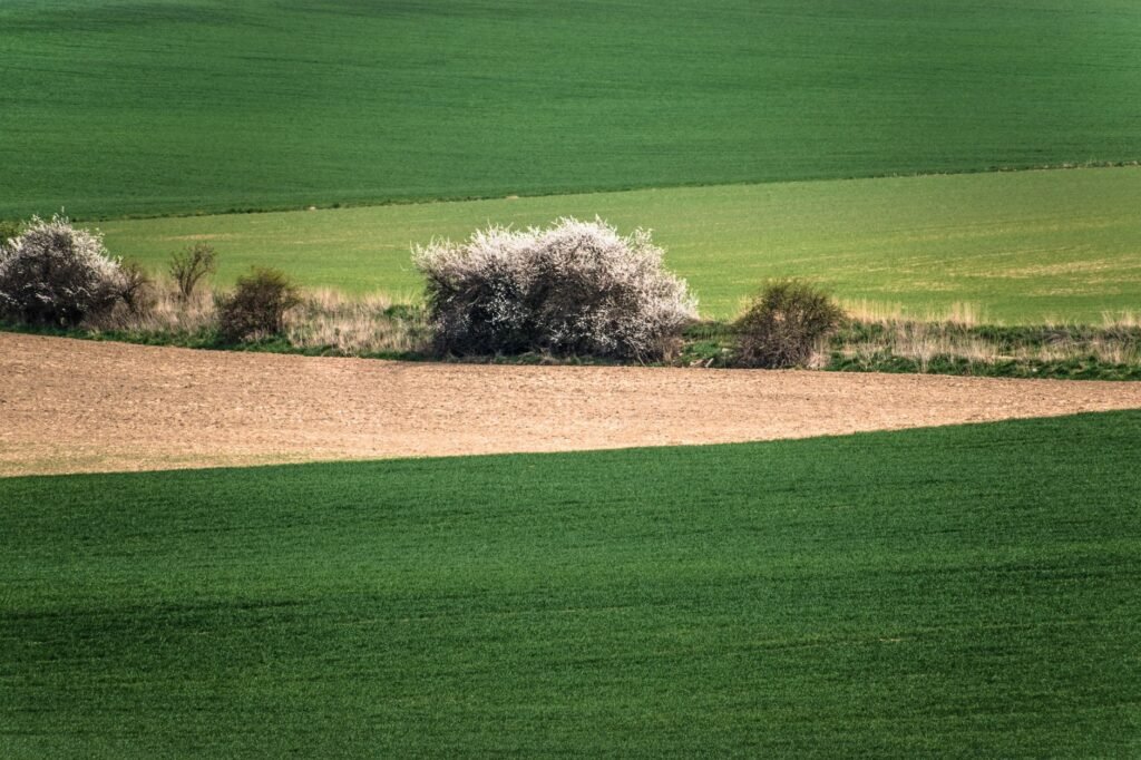 Manejo adequado de pastagens recupera solo e amplia estoque de carbono