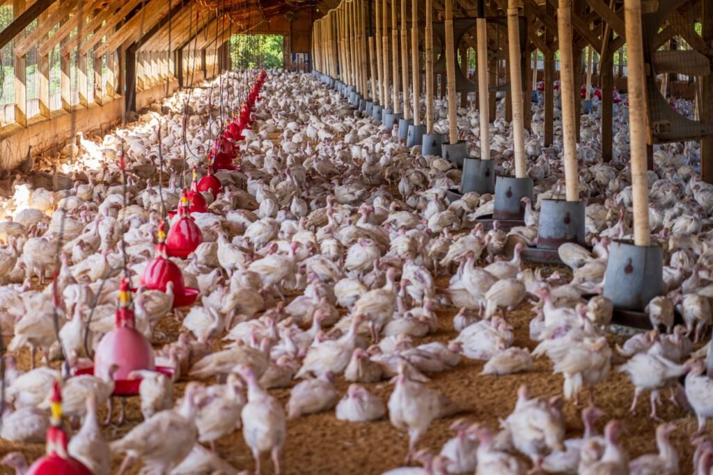 México suspende importação de frango do Brasil após foco de doença em Santa Catarina