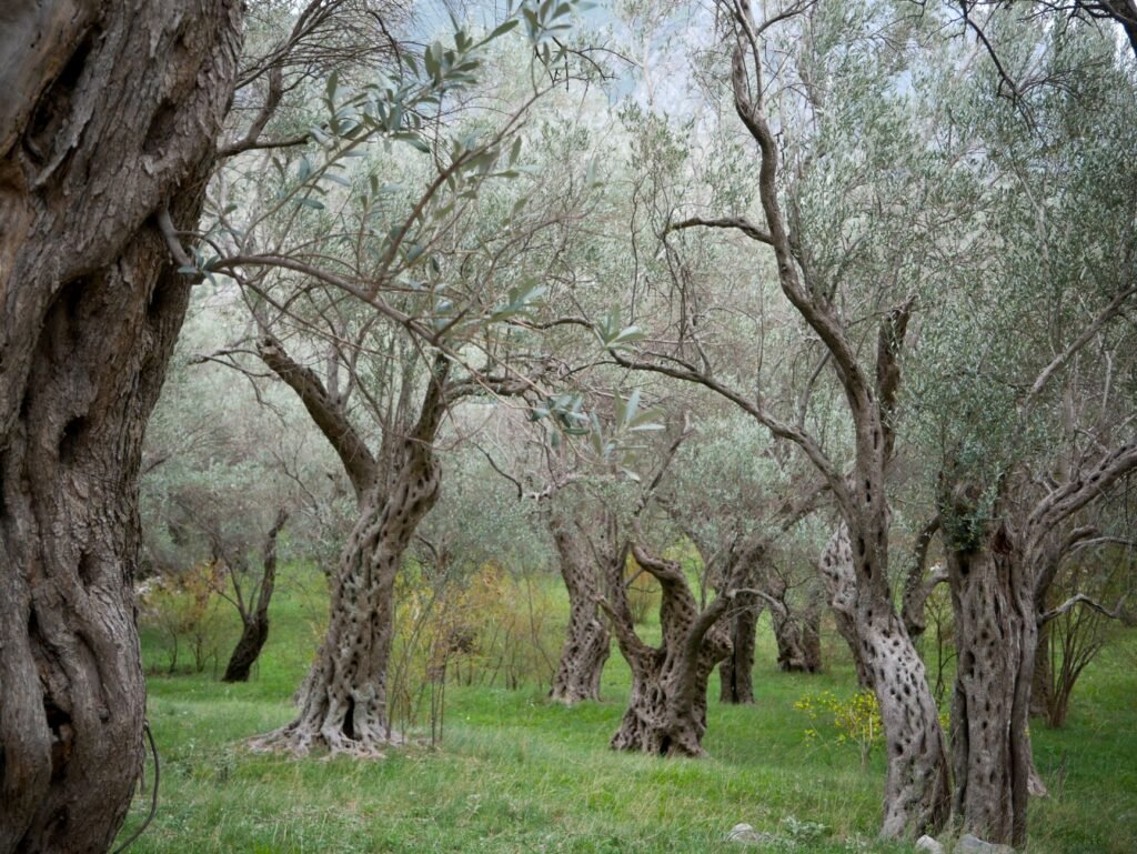 Oliveiras destruídas e lavouras bloqueadas por tropas israelenses em Gaza