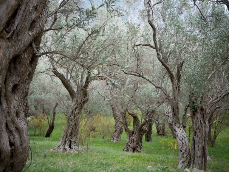 Oliveiras destruídas e lavouras bloqueadas por tropas israelenses em Gaza