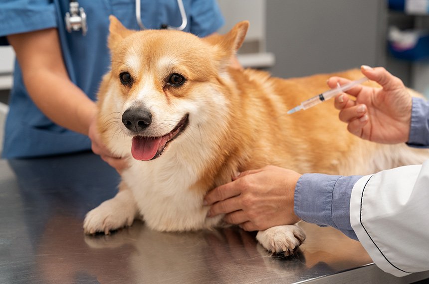 Projeto quer permitir dedução de gastos com cães e gatos no IR