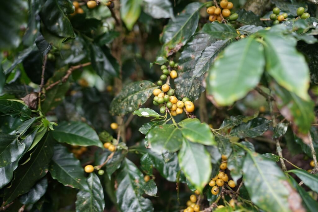 Projeto reconhece cultivo de café como reflorestamento na Amazônia