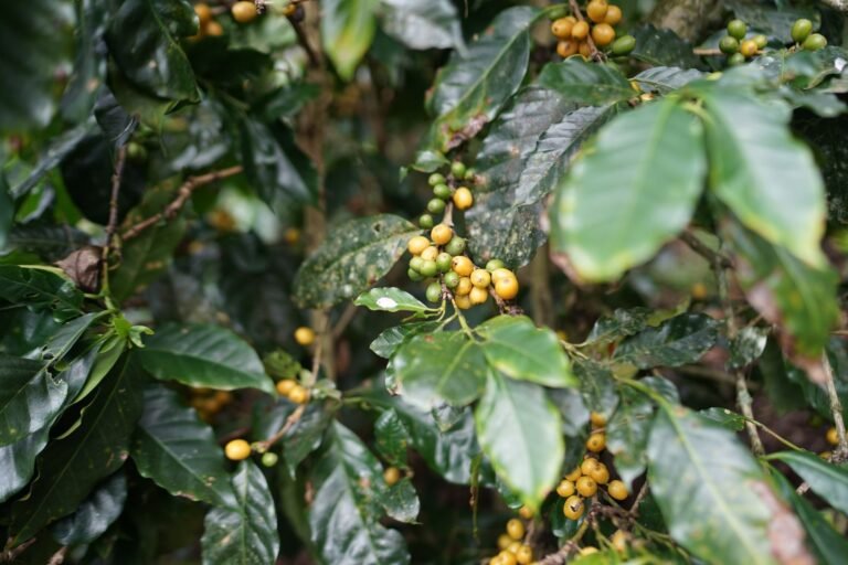 Projeto reconhece cultivo de café como reflorestamento na Amazônia