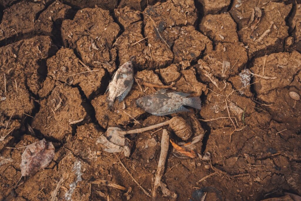 Seca no Amapá causa morte de peixes e afeta 28 mil pescadores