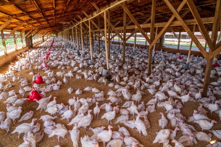 Seis mil aves são abatidas em granja de Santa Catarina após Newcastle