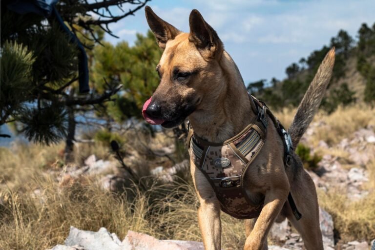 Startup quer criar cães geneticamente modificados com tecnologia militar